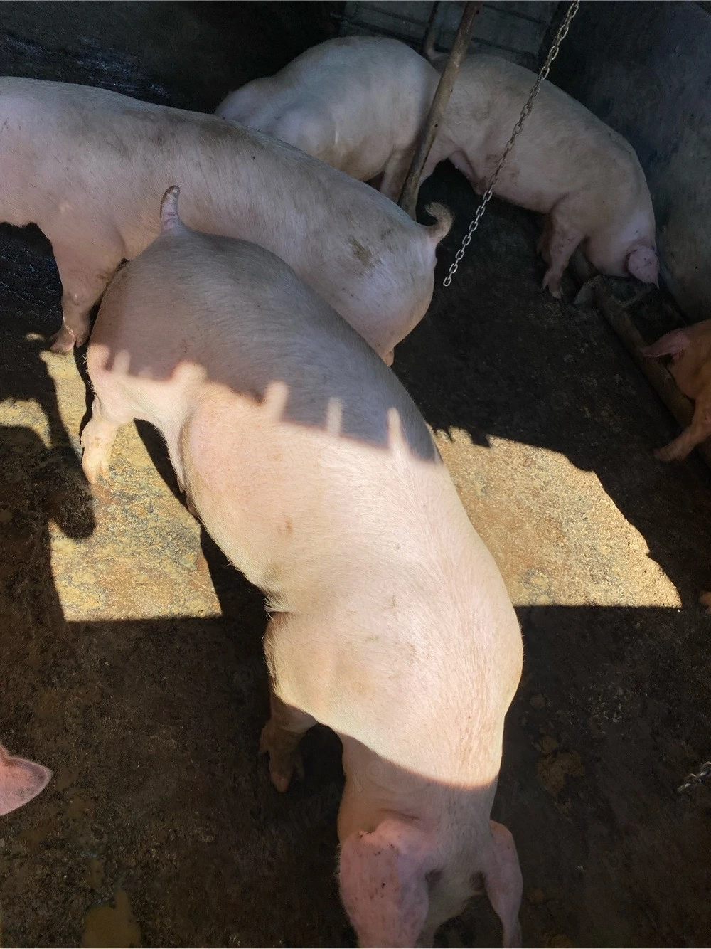 Poric de carne