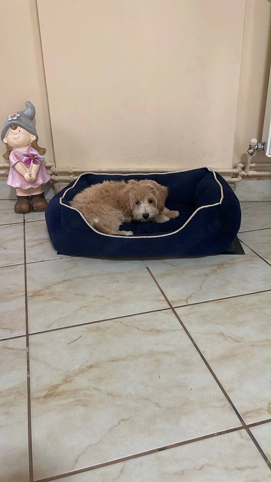 Maltipoo Maltipo femela 