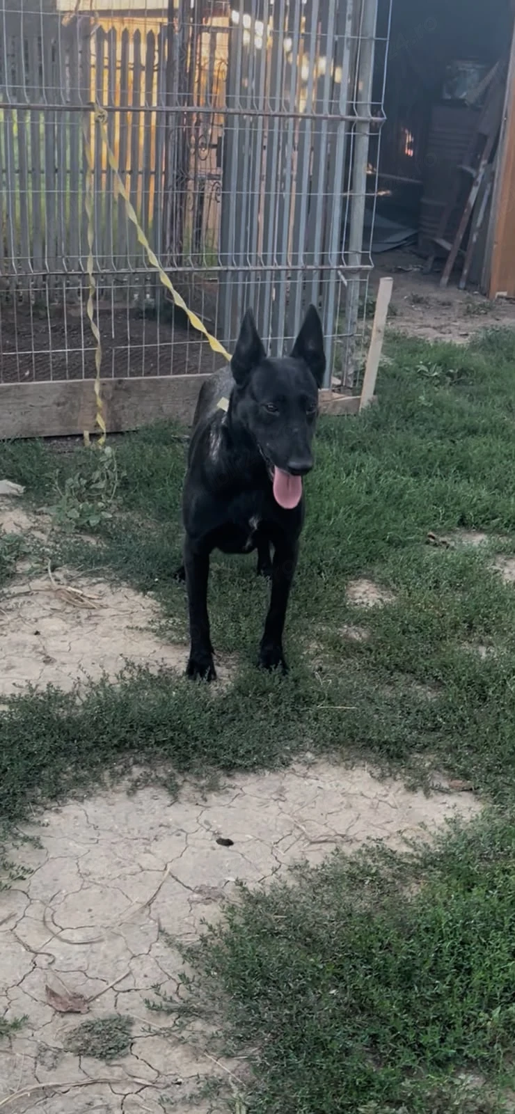 Malinois femela cu pedigree