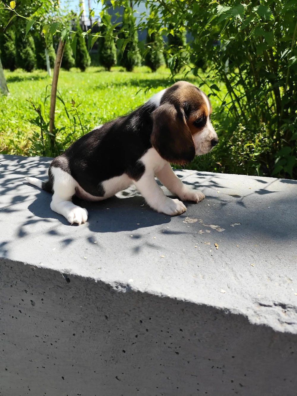 Catelusa beagle 