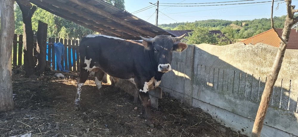 Taur de vanzare