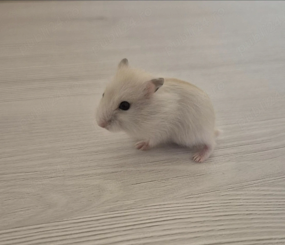 Donez hamsteri pitici de 4 luni