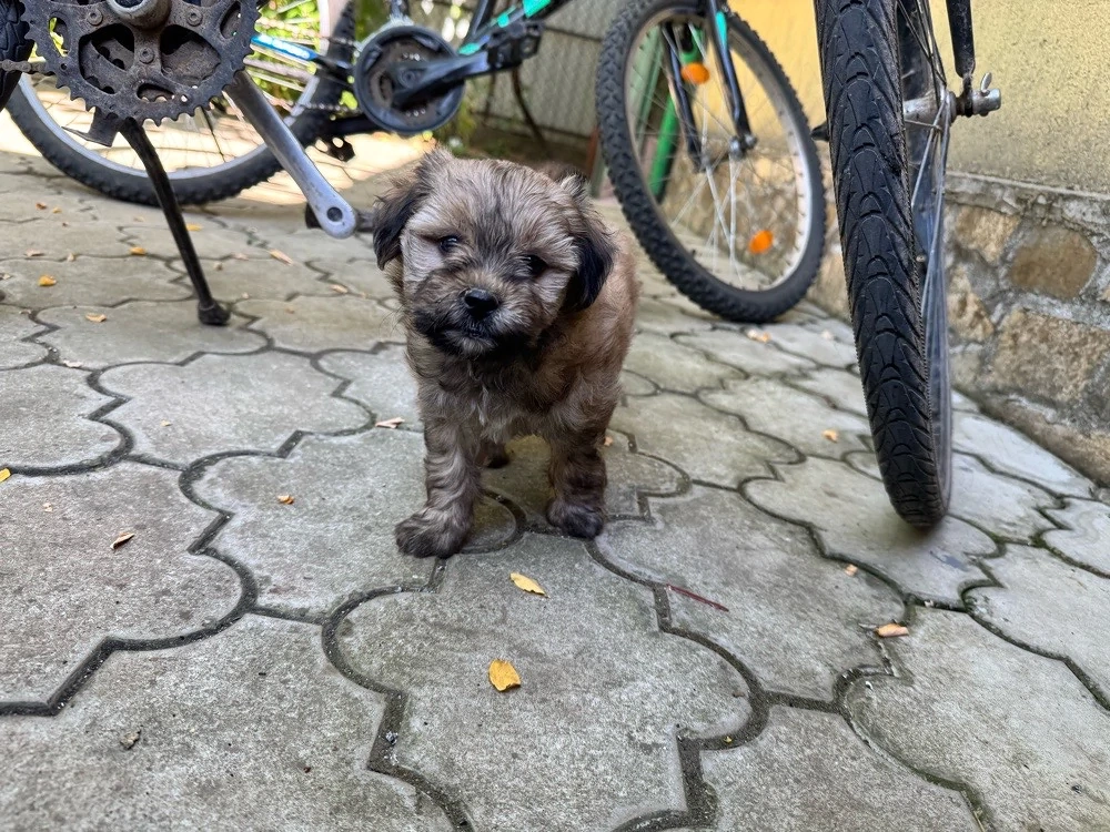 catelusi talie mica