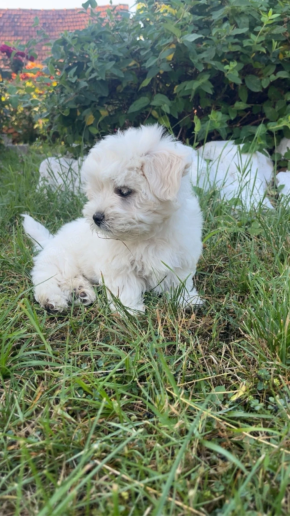 Pui Bichon 