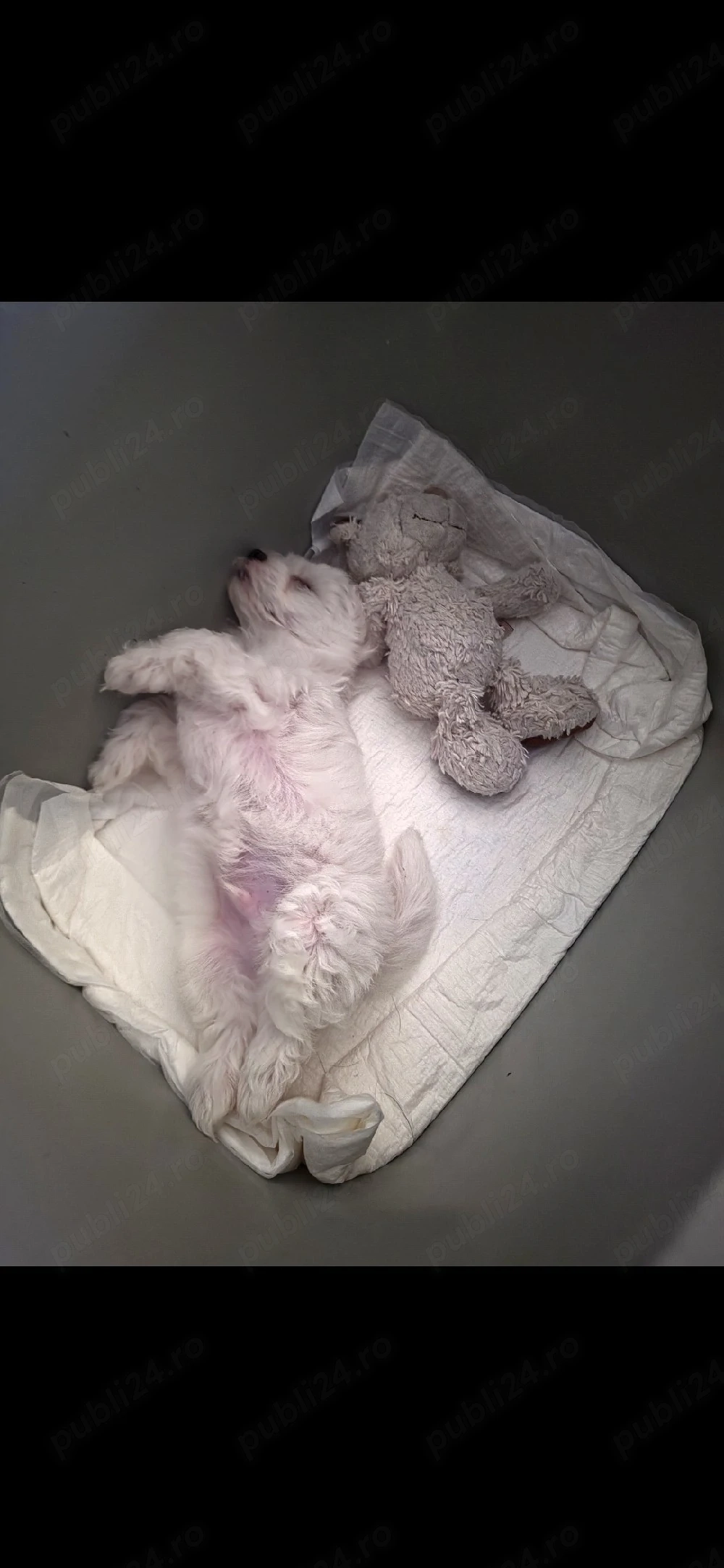 Vand pui bichon 