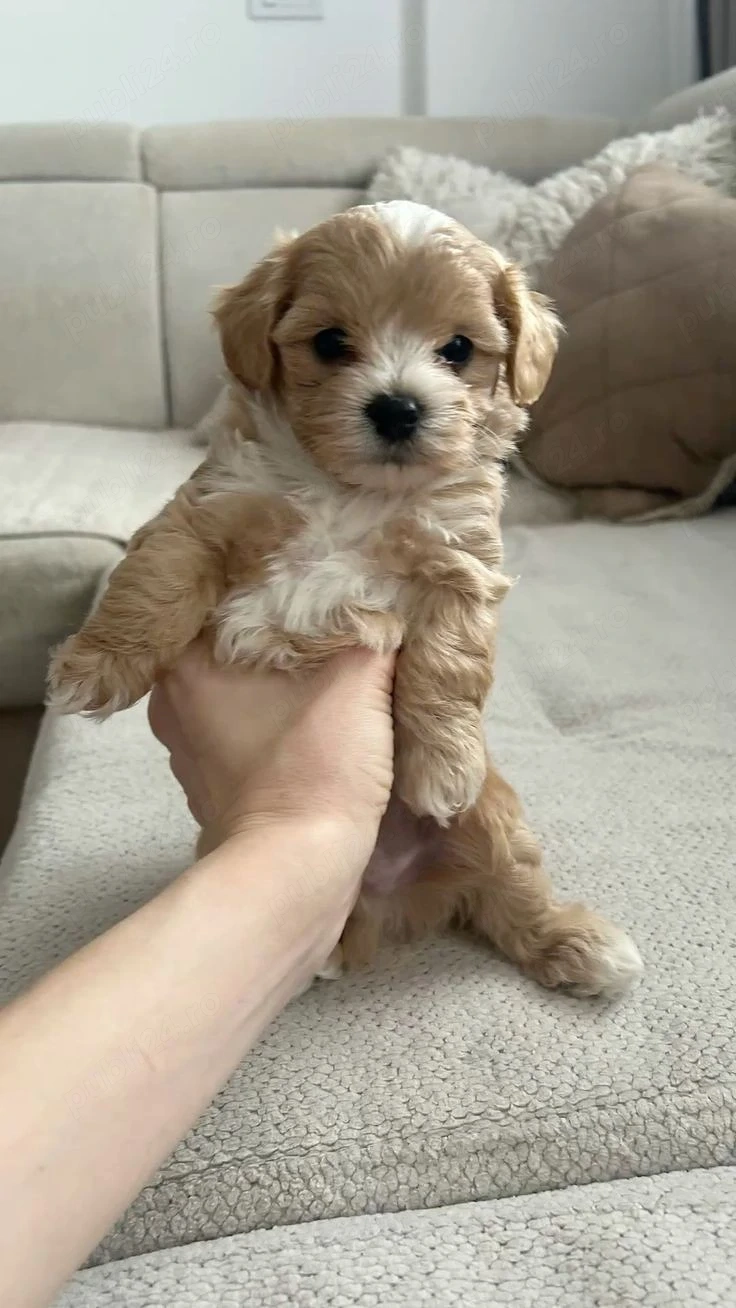 Fetita Maltipoo superba, talie mica