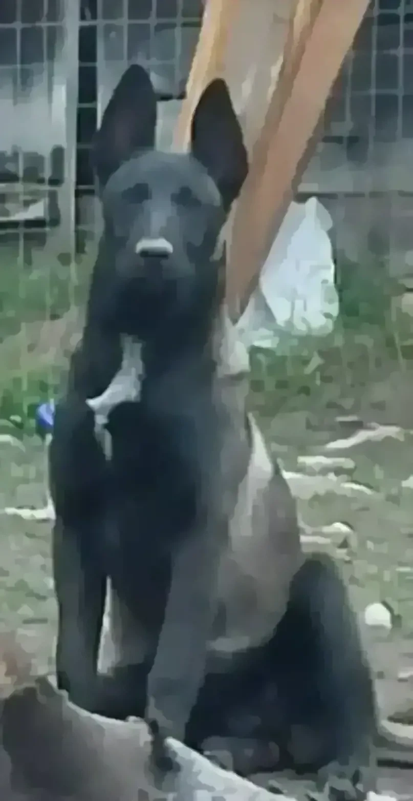 Căței ,, Ciobanesc Belgian Malinois" 