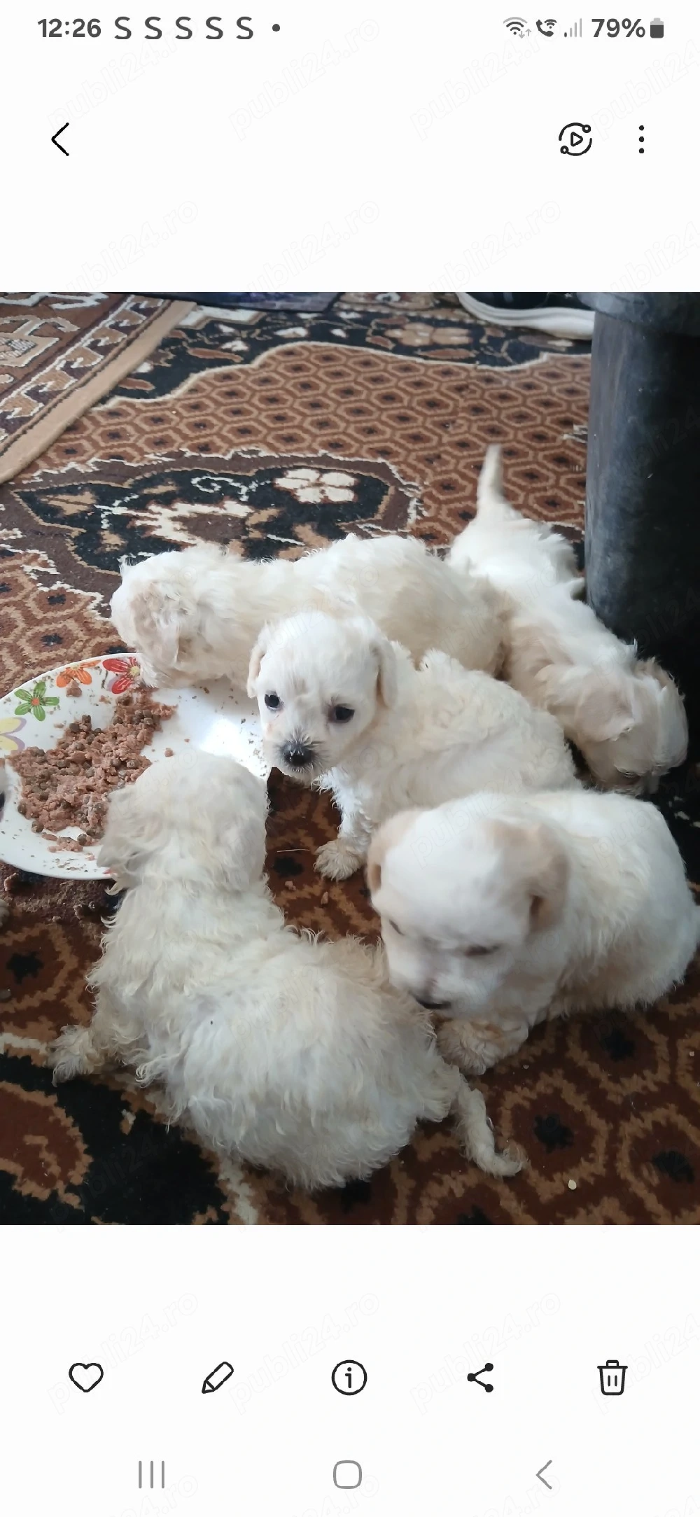 căutăm familie iubitoare
