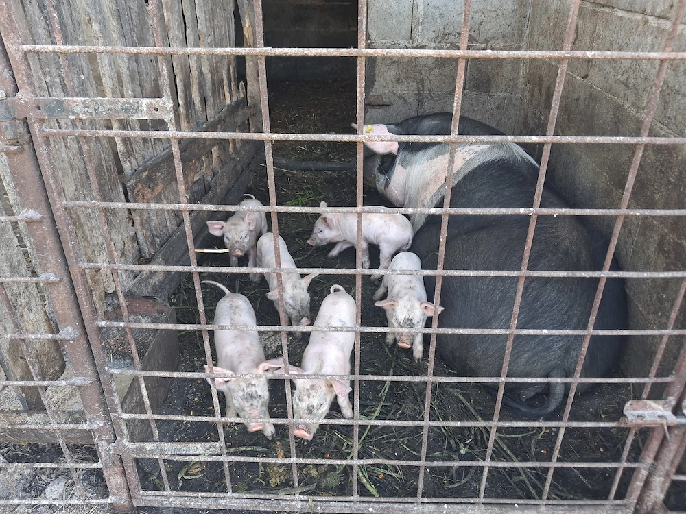 Scroafă cu purcei