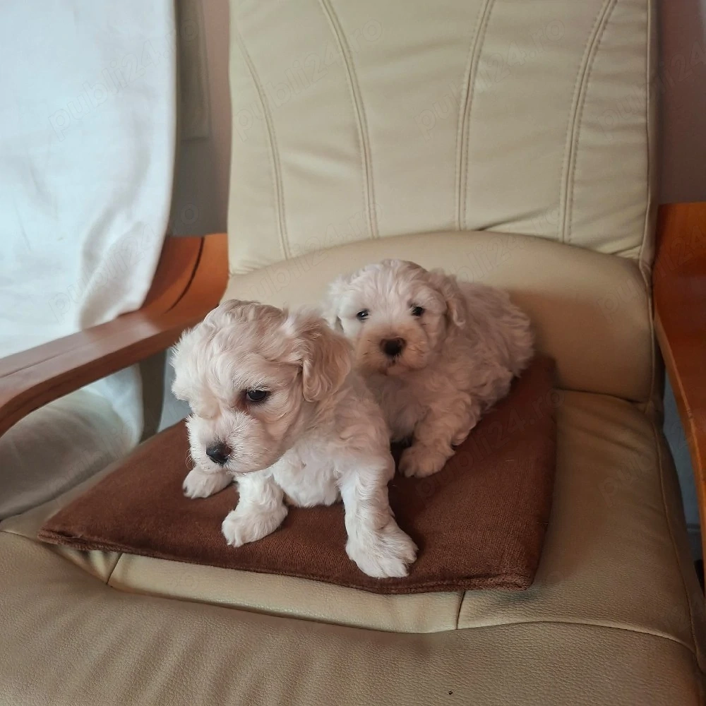 Vând Bichon Maltez 