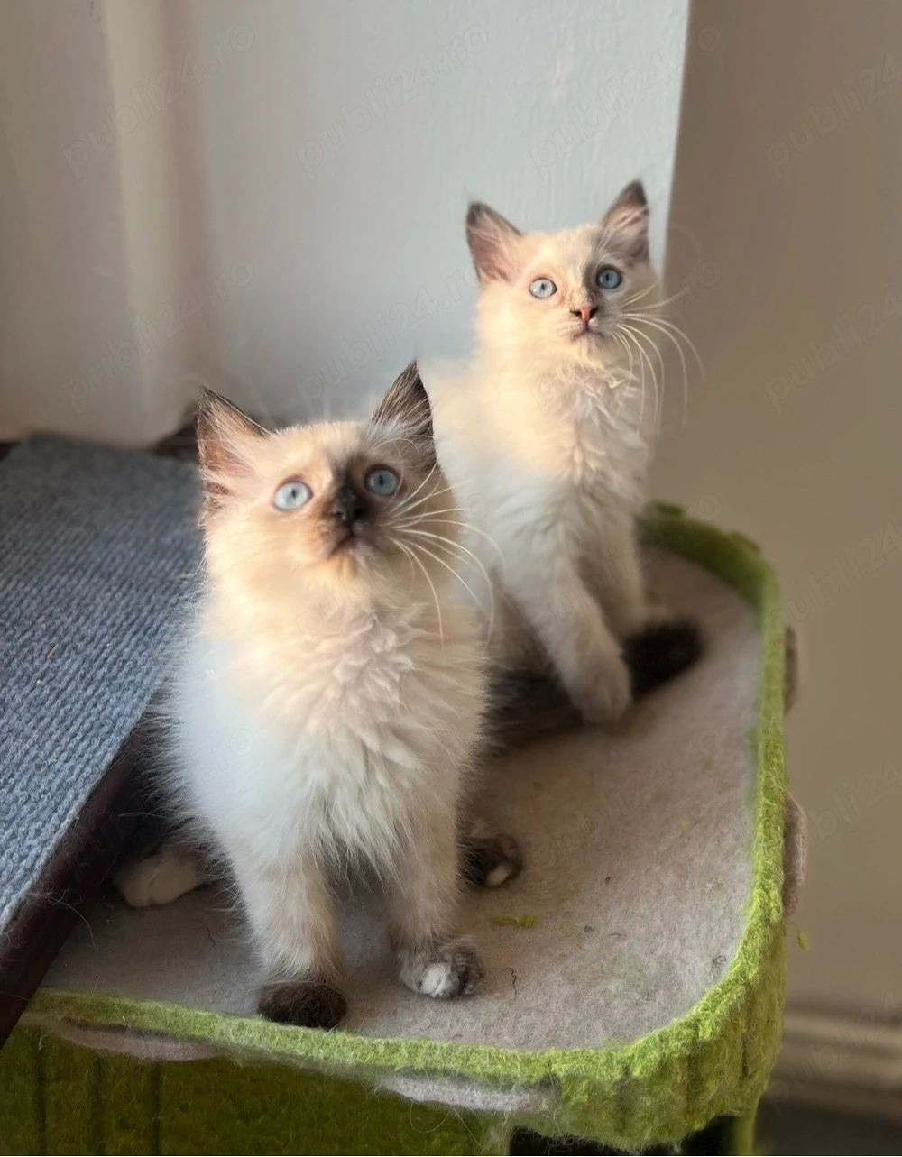 Disponibili puiuți Ragdoll