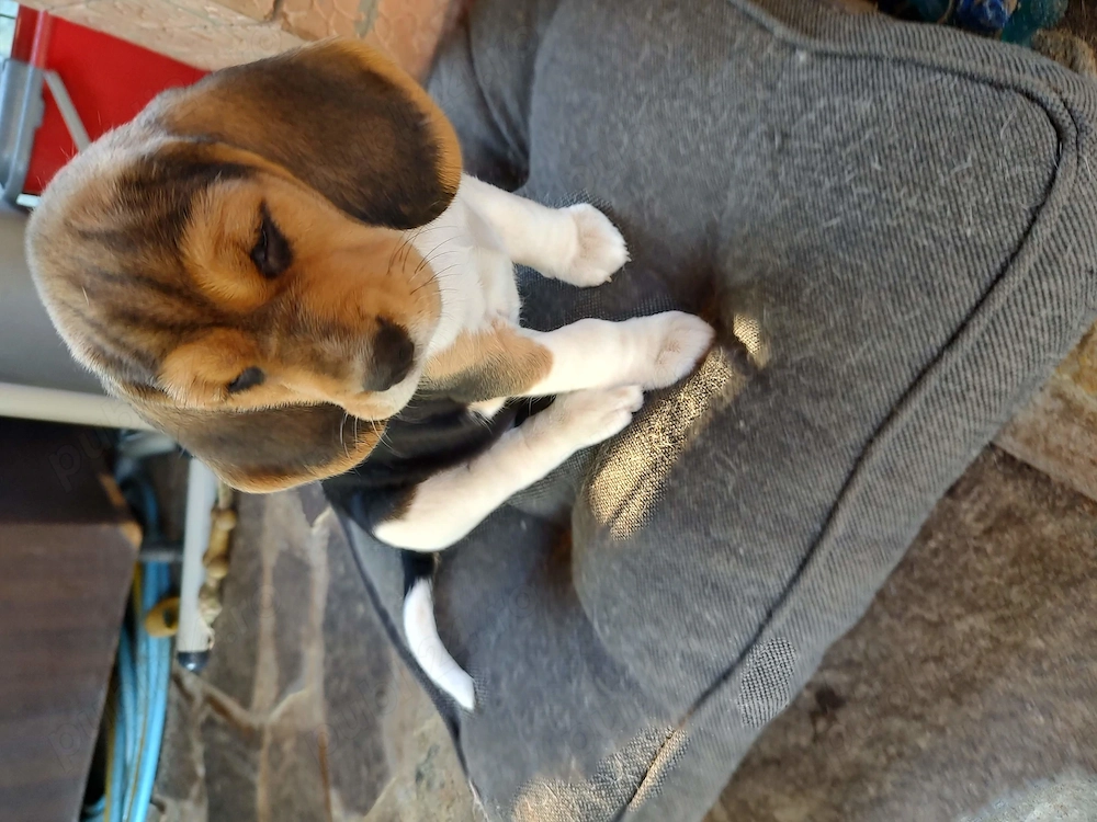 Catelusa Beagle disponibila 