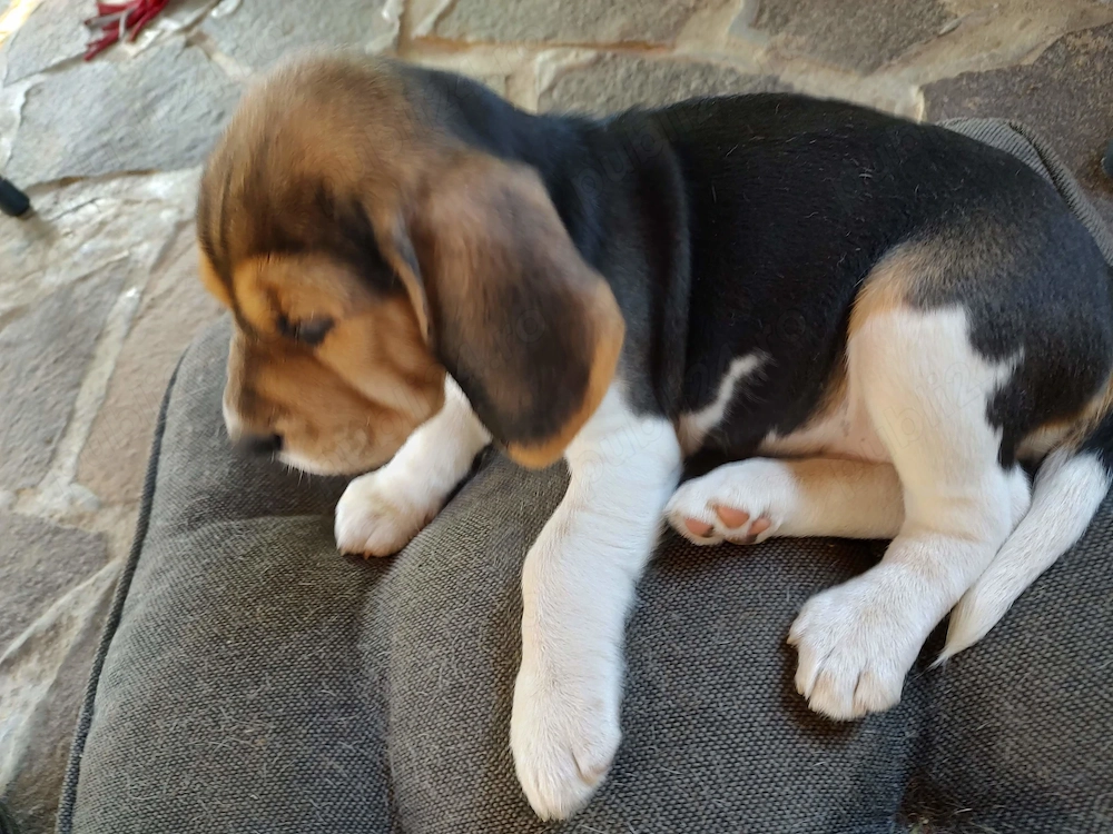 Cățelușă Beagle disponibilă 