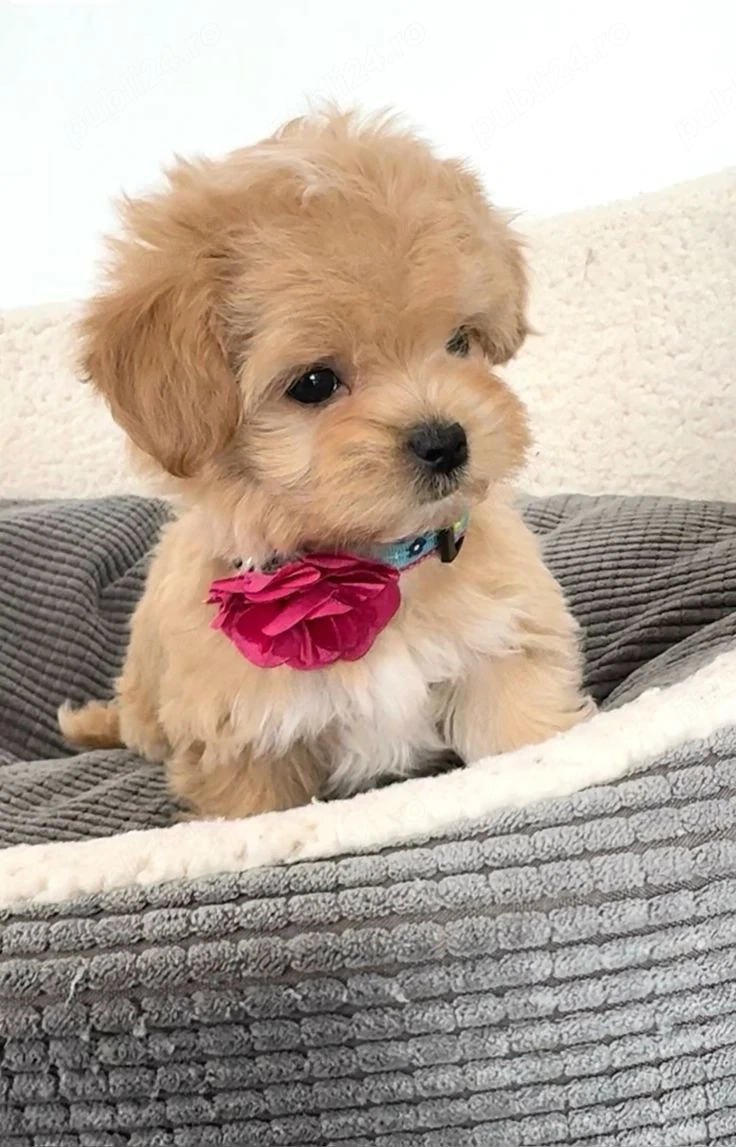 Maltipoo superbi, talie mica