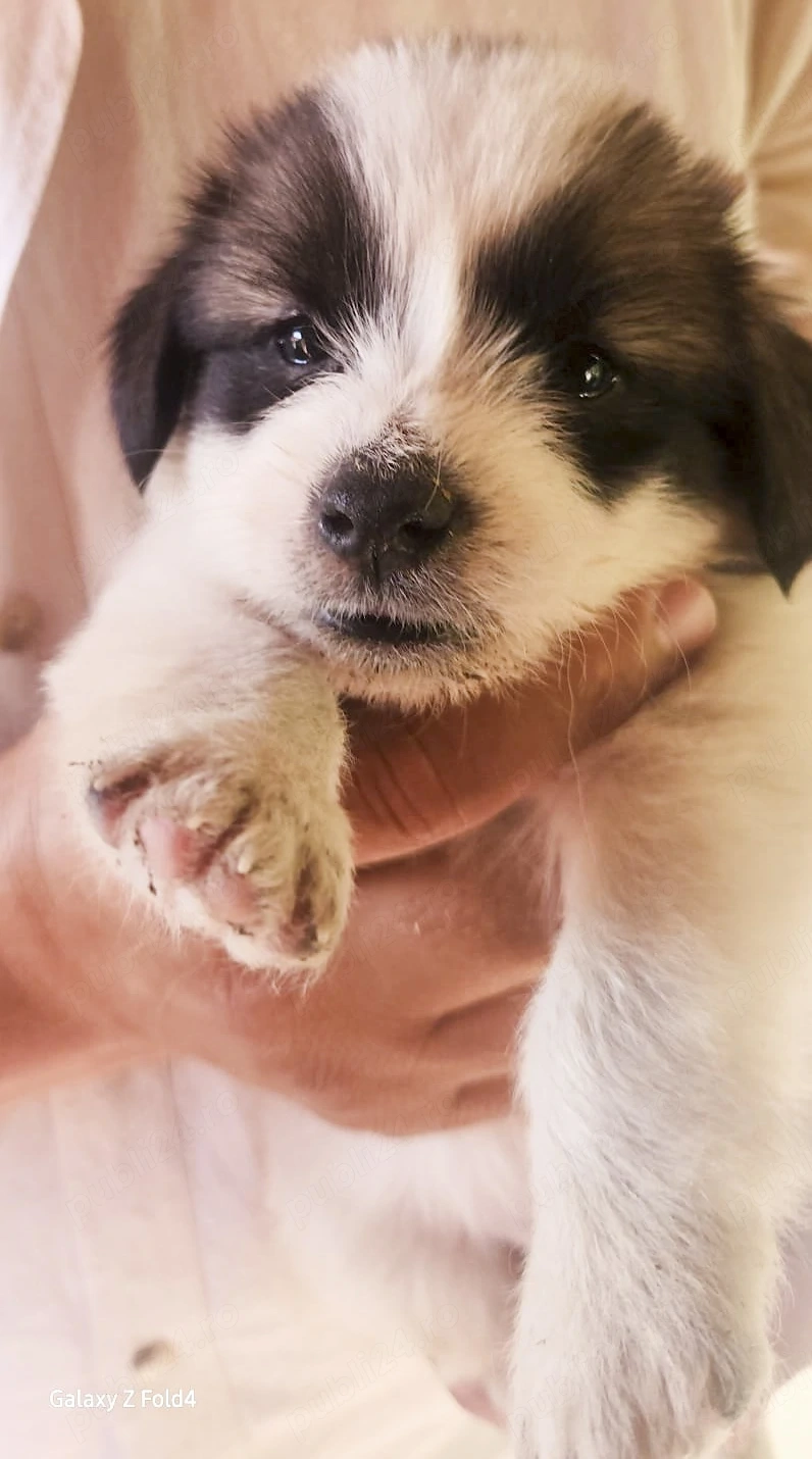 dau spre adoptie gratuit 7 catelusi