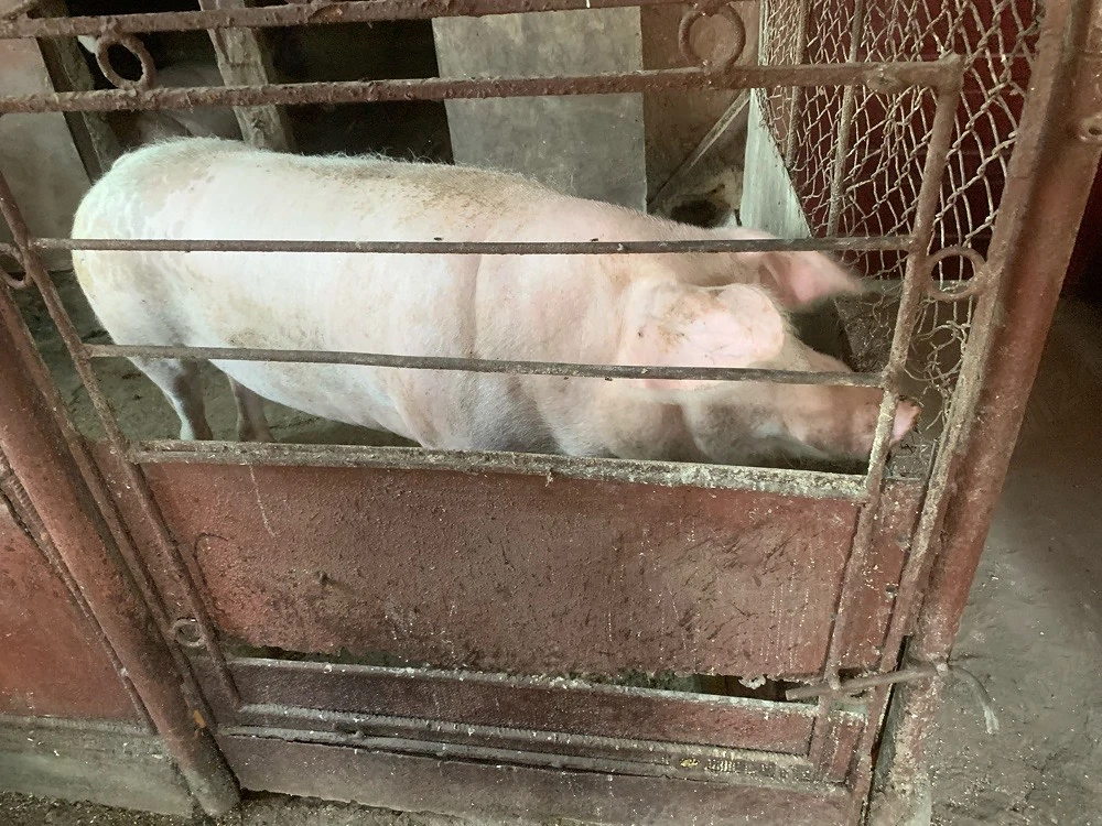 Porci pentru sacrificat