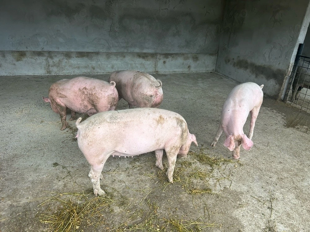 vand porci 