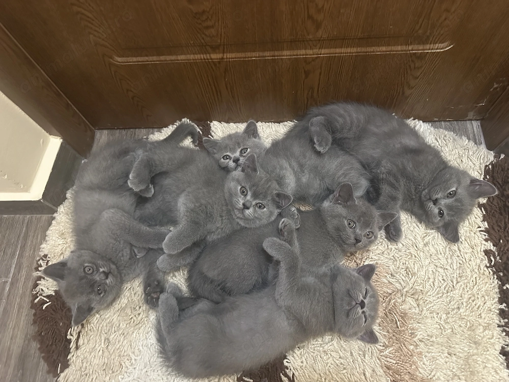 Pui Pisica British Shorthair