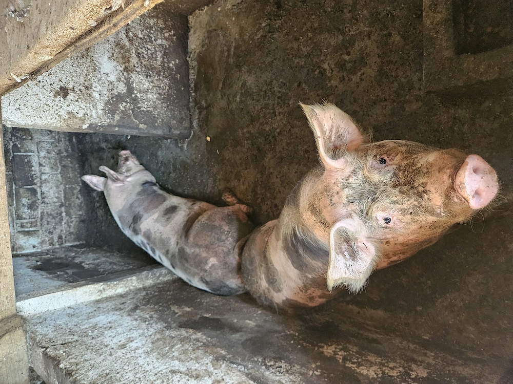 2 porci grasi de vanzare