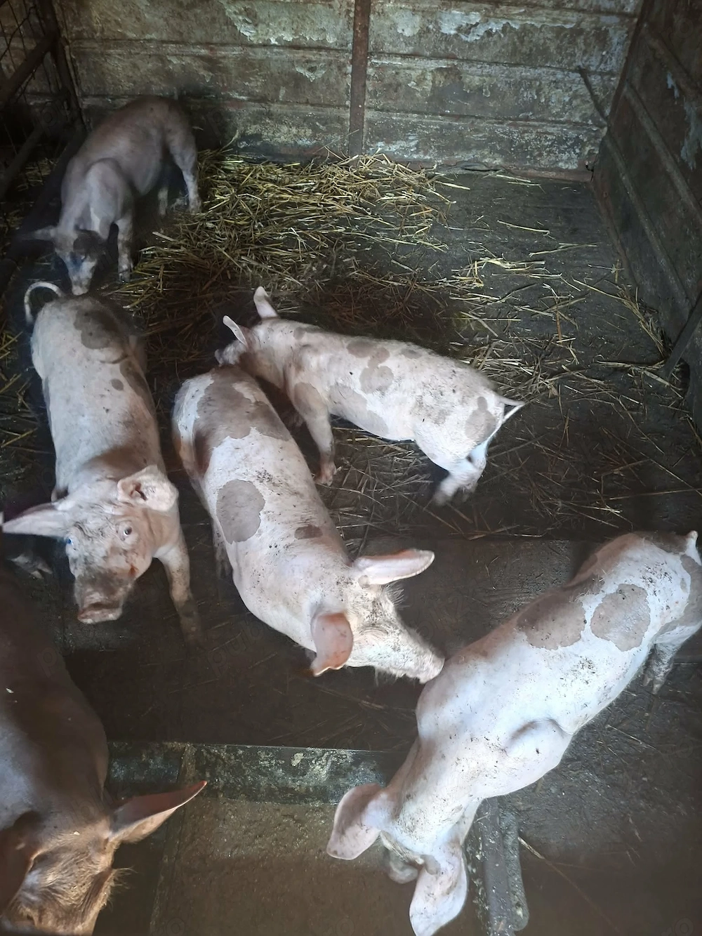 Purcei,caut stăpân 