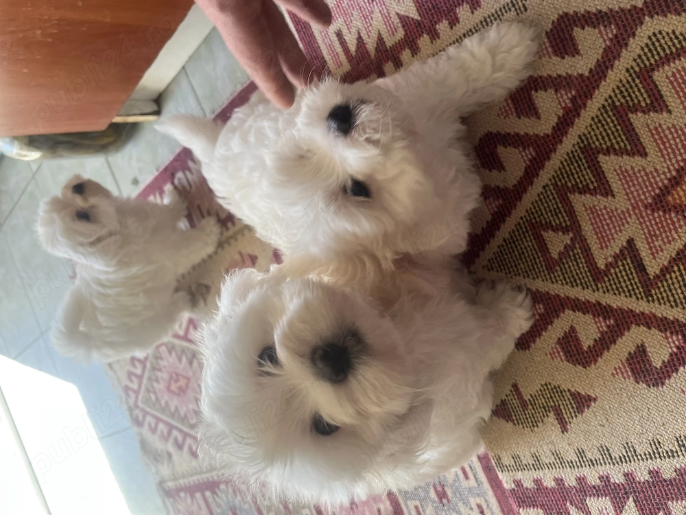Vand pui de Bichon !