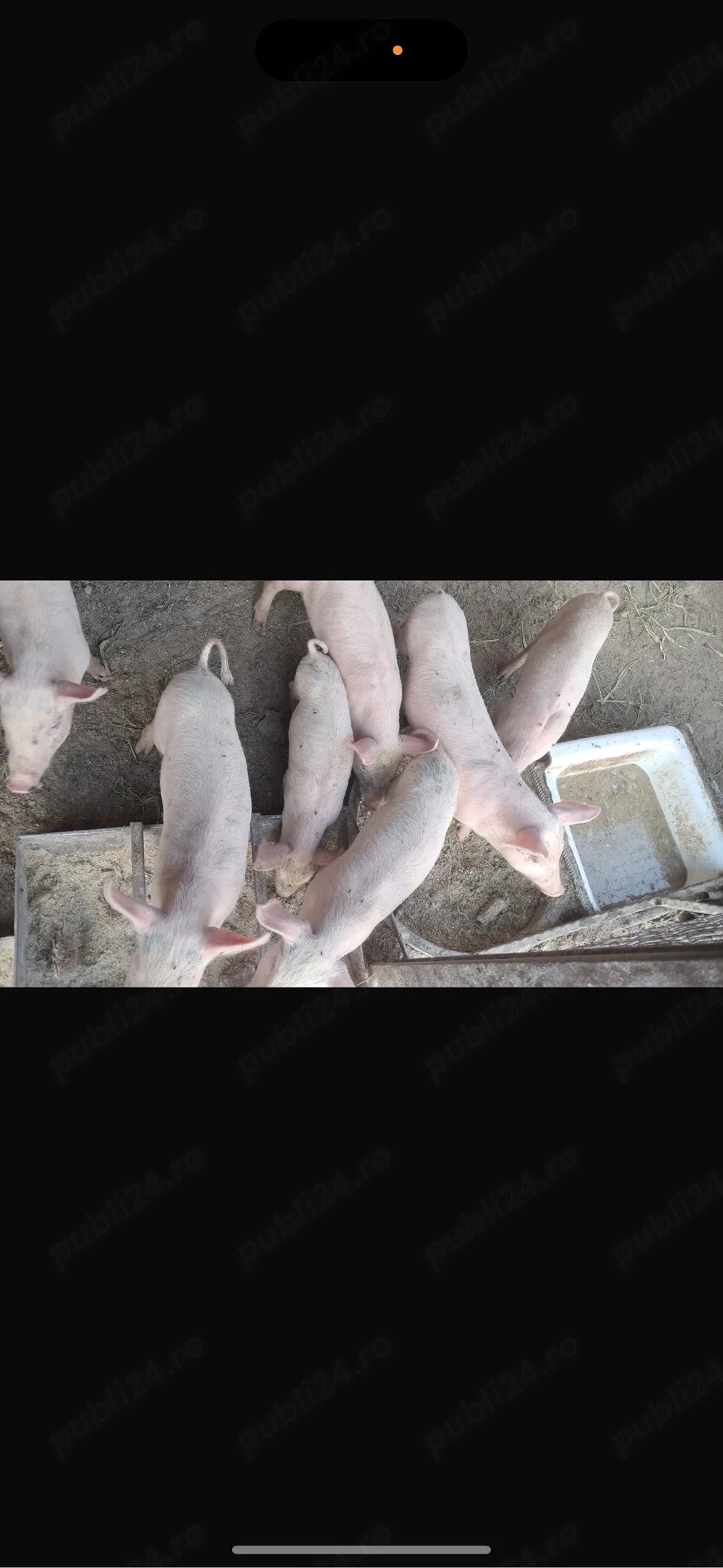 vand porci de rasa-2 luni 