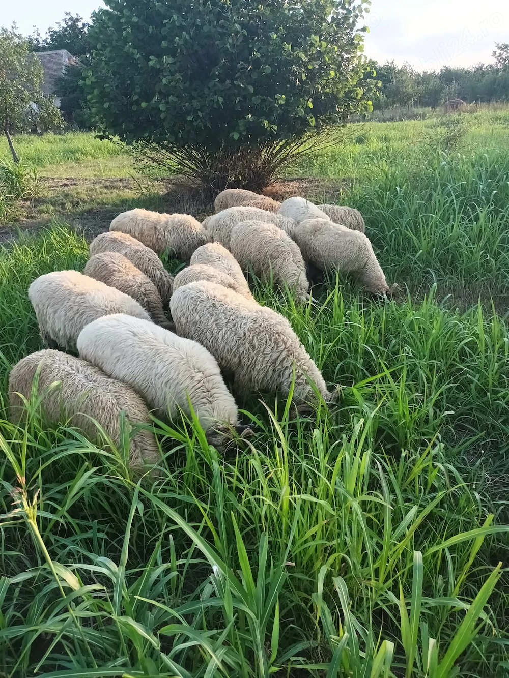 Vând miei preț pe bucata