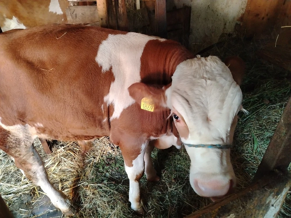 Vând vițel de 5 luni