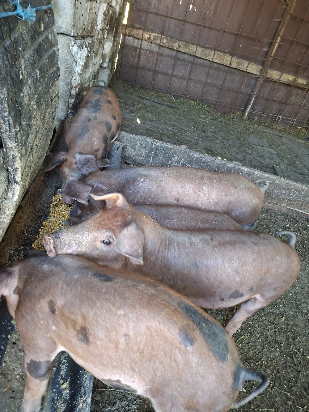Purcei Duroc   Pietrain de vânzare
