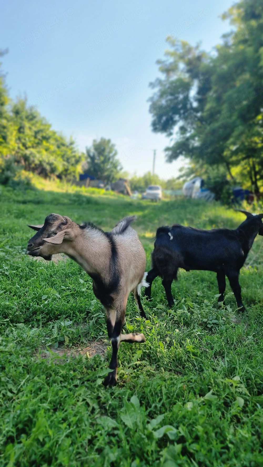Vând țapi de rasa Anglo-nubian combinate cu Alpina Franceza