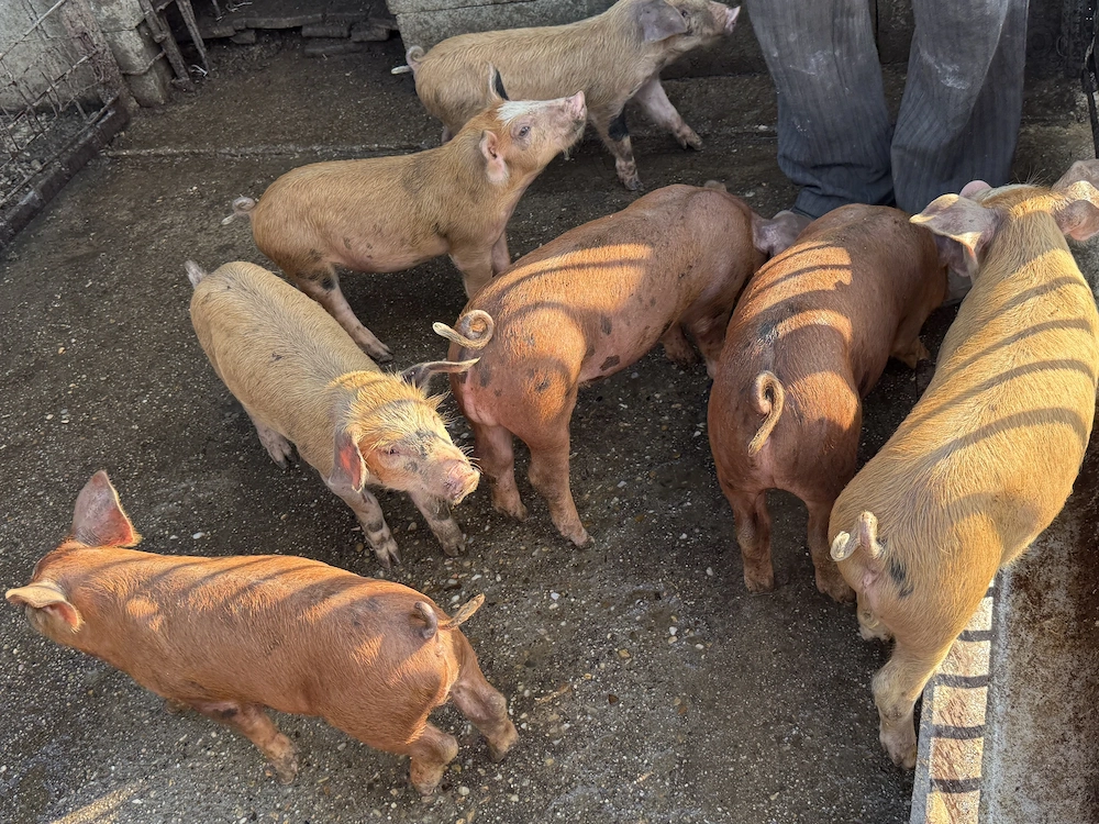 Vând purcei Duroc cu petrean !