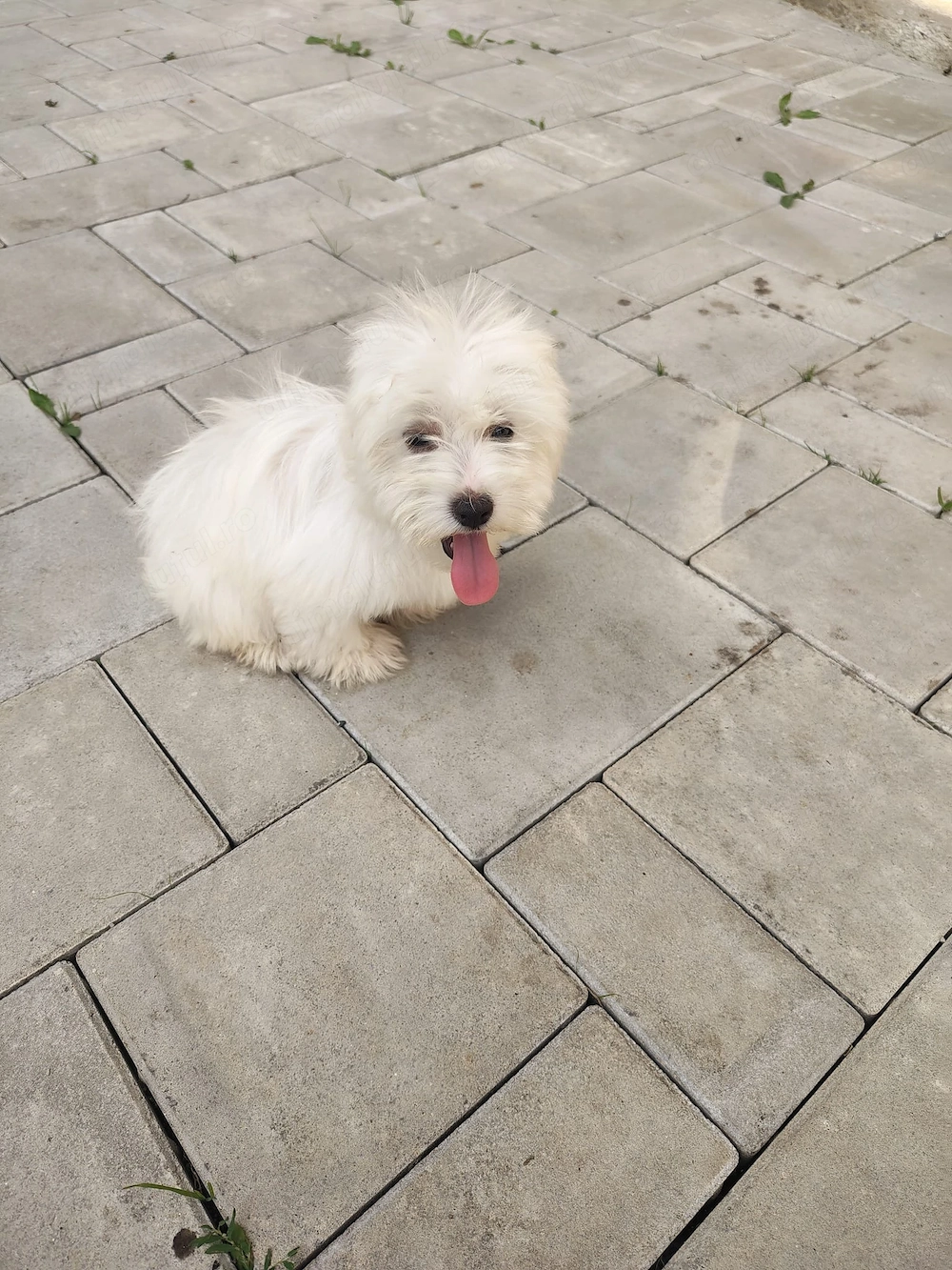 Vând 3 căței bichon maltez