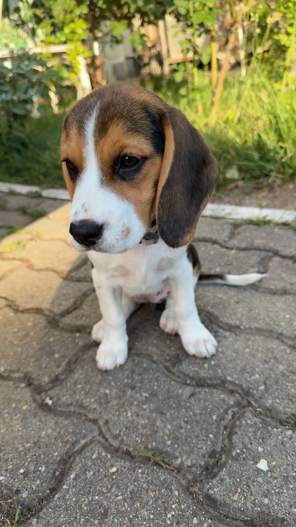 Catelusa Beagle