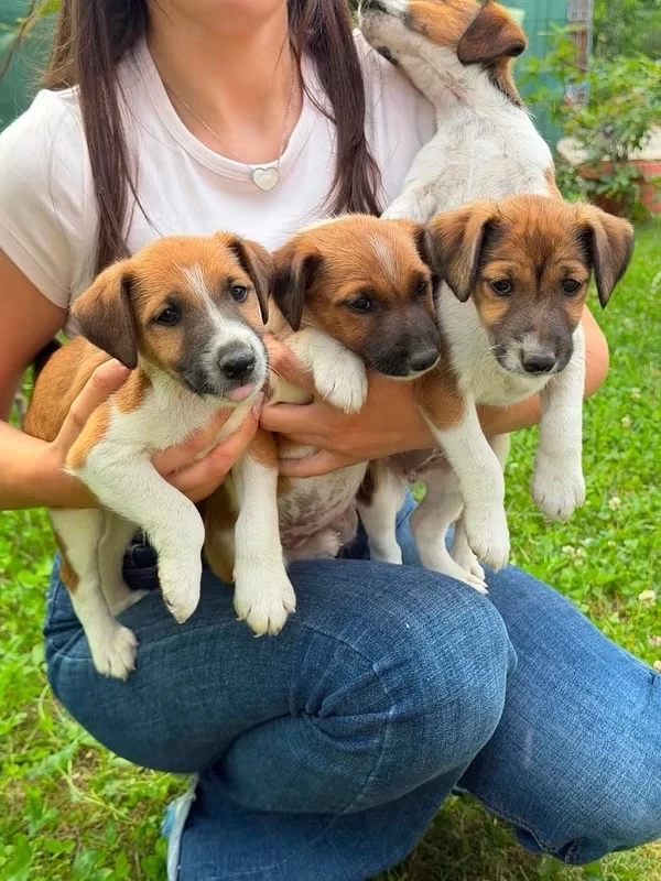 vand fox terrier