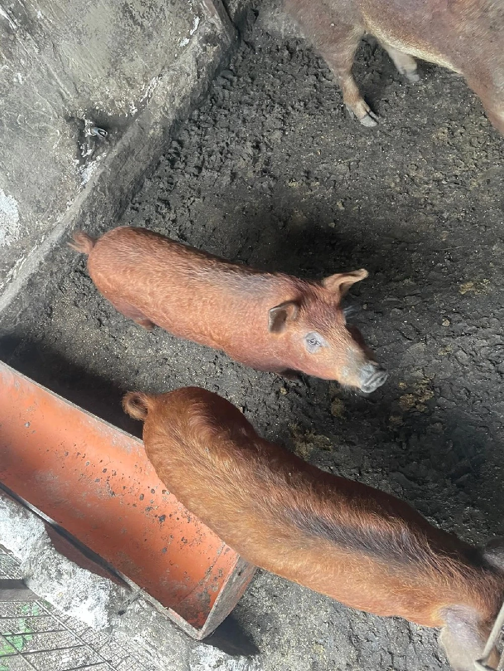 Porci bazna cu mangalita 