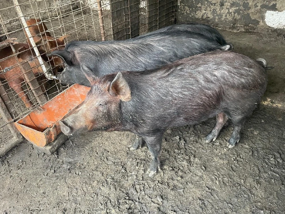 Porci si purcele mangalita cu bazna