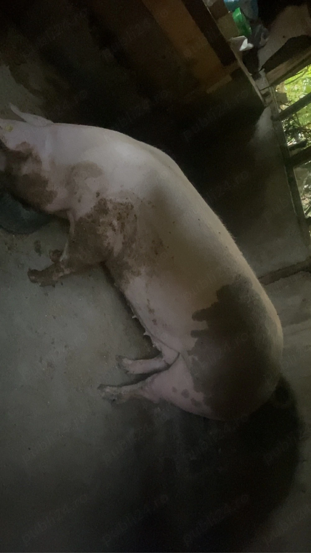 scroafa montata acum 2 saptamni foarte buna ca mama 