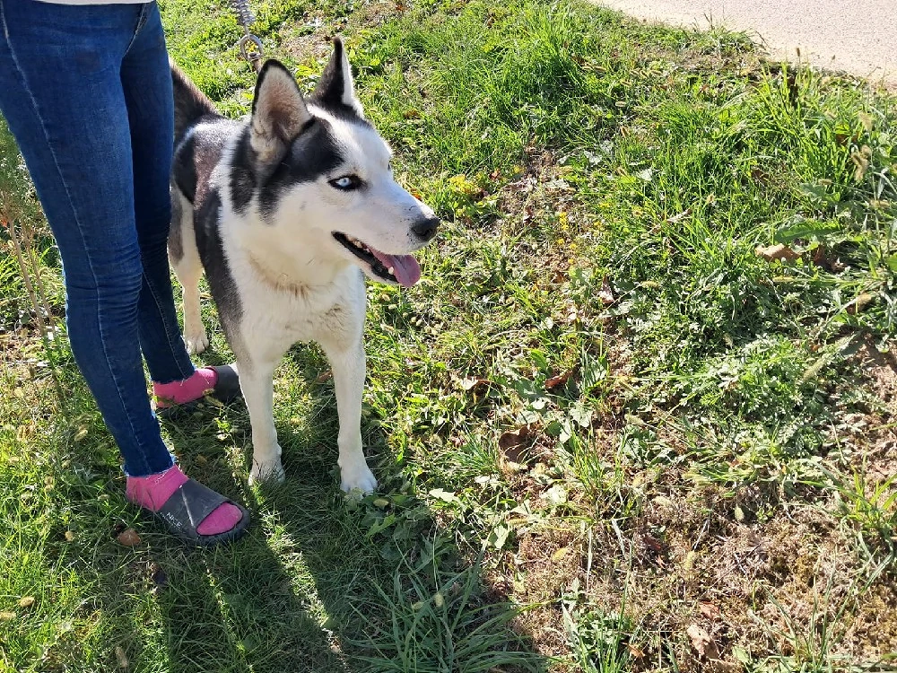 husky siberieni