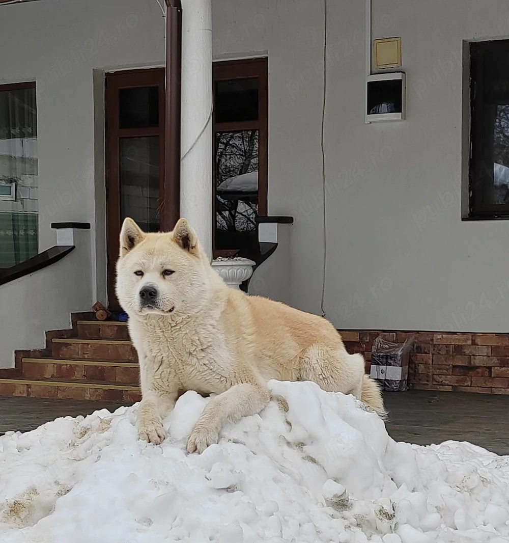 Akita Inu caut parteneră 