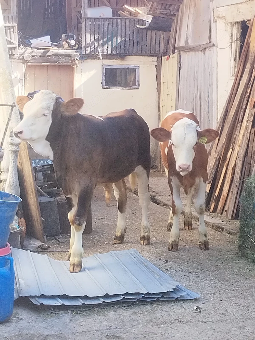 Vând viței 