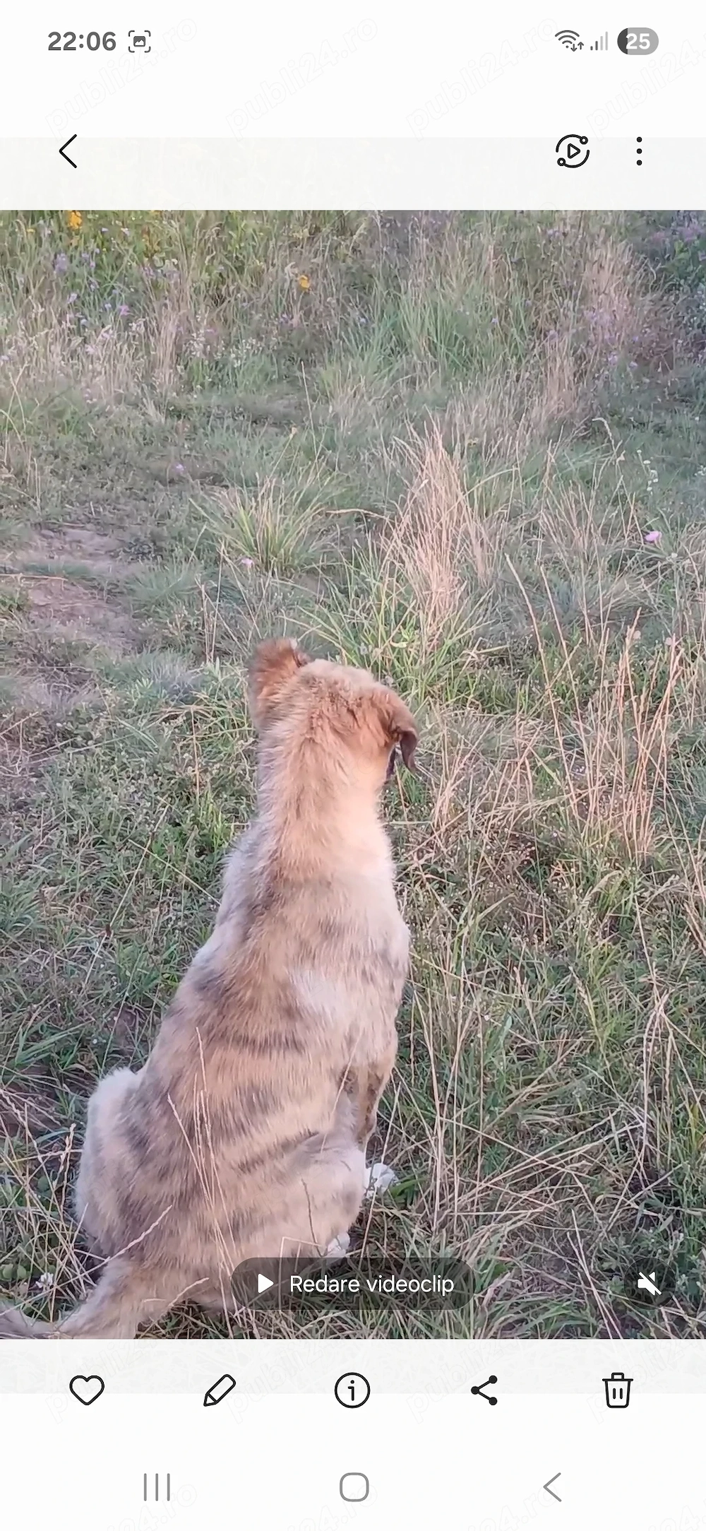 Disponibili 2 catei ciobanesti
