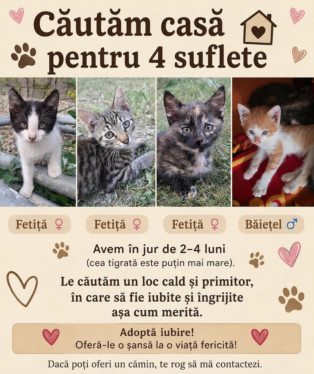 Donez pui de pisică