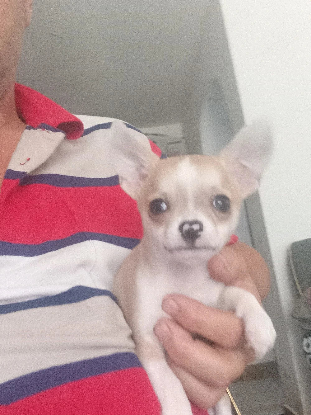 chihuahua. pui