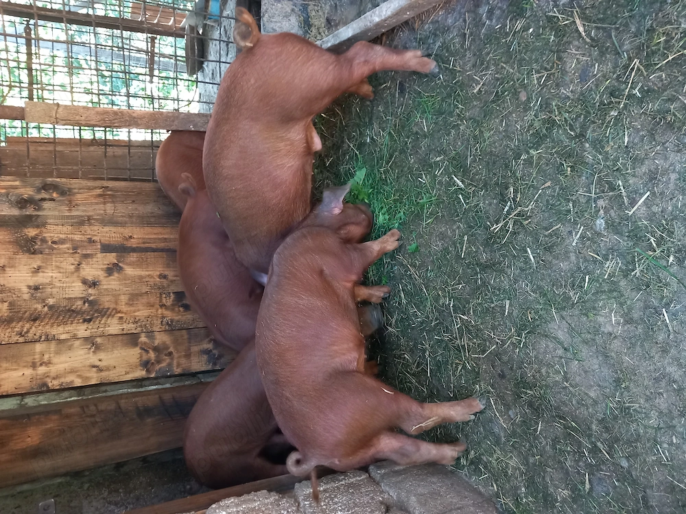 Vând purcei duroc 