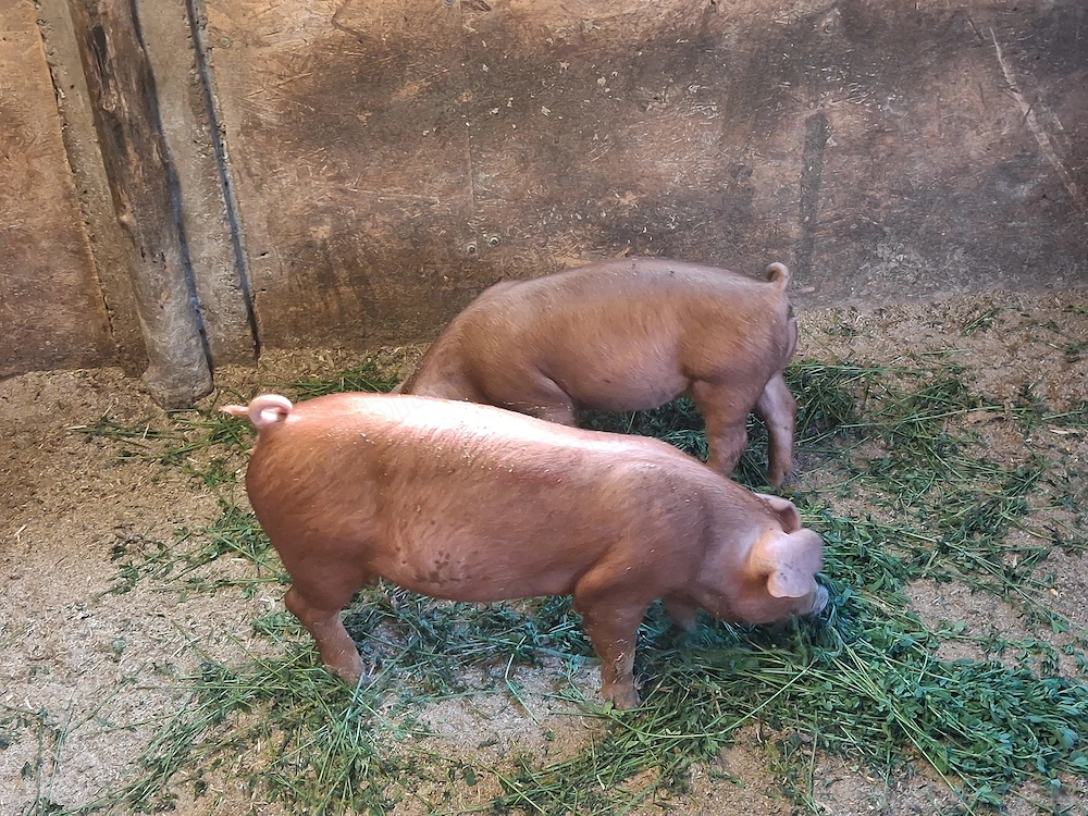 Scrofite duroc rasa pura