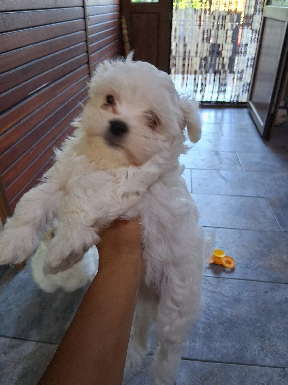 De vânzare Bichon Maltez 4 la nr.