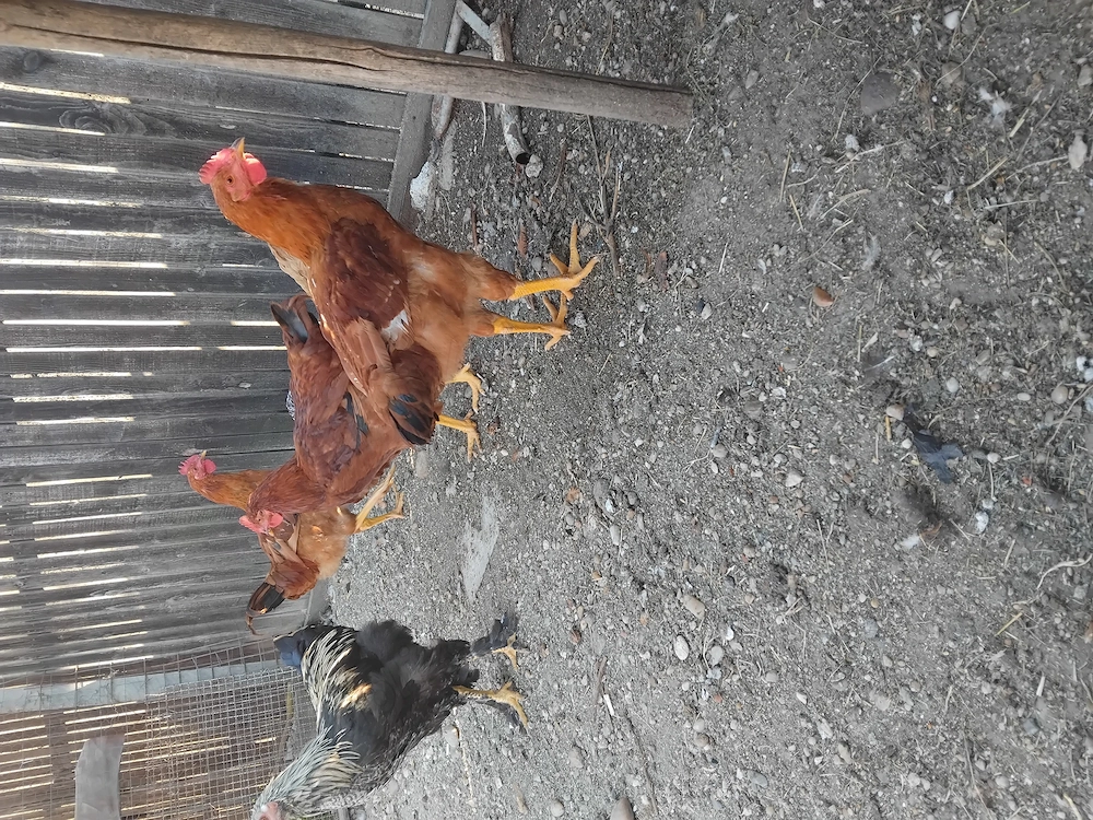 Pui românești...