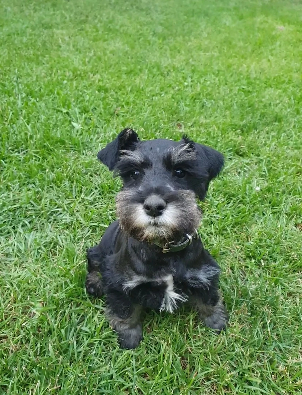 Schnauzer Pitic
