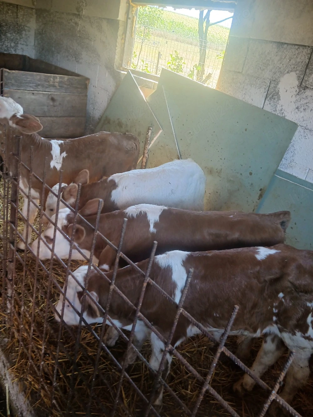 Disponibil 2 taurasi si 2 vitele de 2 saptamni si de 3 saptamni
