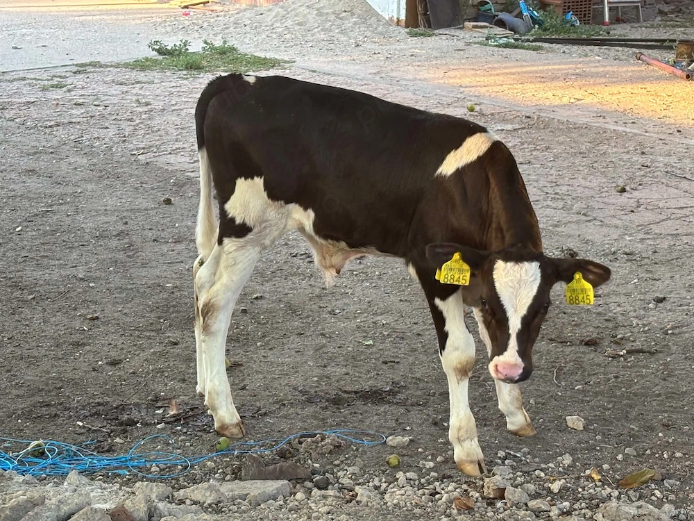 Vand tauras de două luni 2300 lei